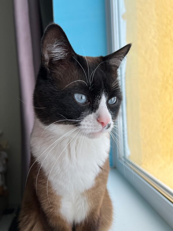 Family life and cats documented in Noviy, Russia homes