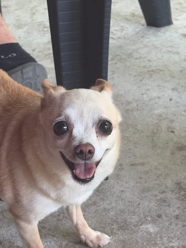 Chihuahua and calico cat share space in Baurene backyard