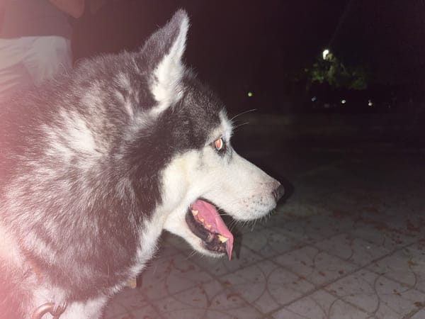 Night stroll in Kardzhali with a husky and a full moon