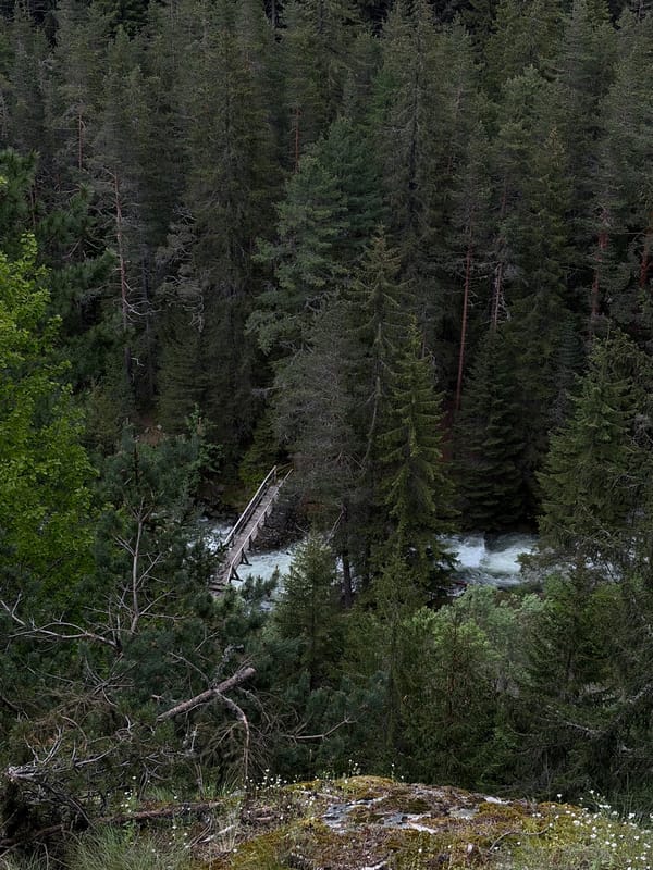 Forest hike with river rapids and sleeping cat documented