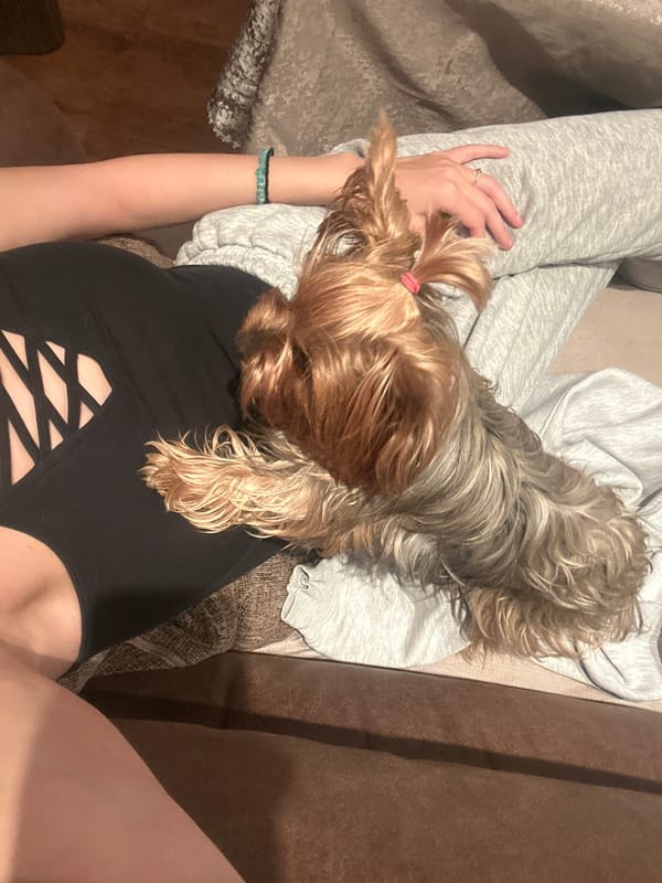 Yorkshire Terrier rests with owner on couch in Burgas