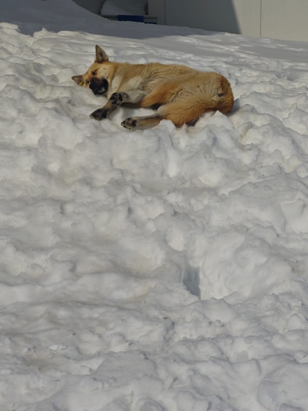 Dog sleeps on snow pile in Russian city