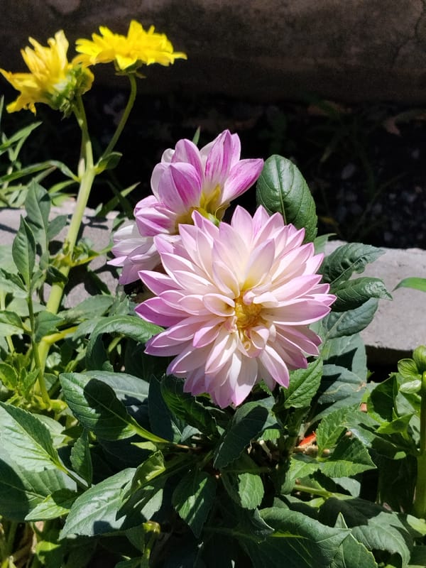 Flower close-ups and urban street scenes on a summer morning