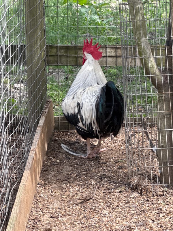 Farm animals observed in London enclosures during midday