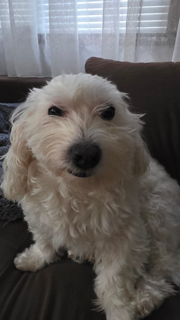 Morning scenes captured across Blagoevgrad include resting dog, streets