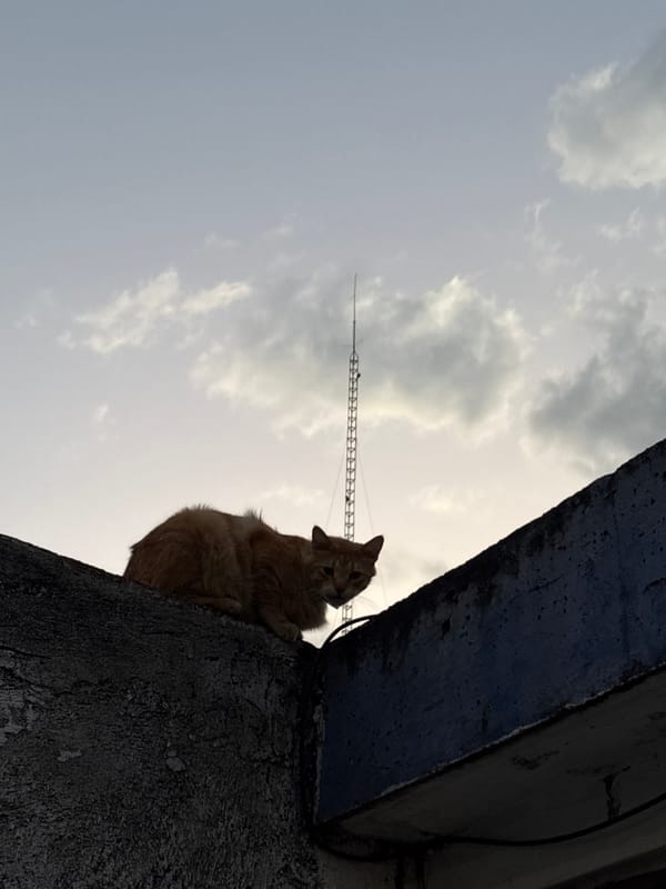 Orange cat sits on concrete structure in Jiutepec