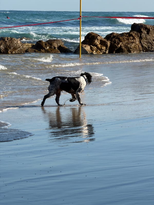 Early morning beach scene at Bat Yam — swimmers, paddleboarders, and dogs