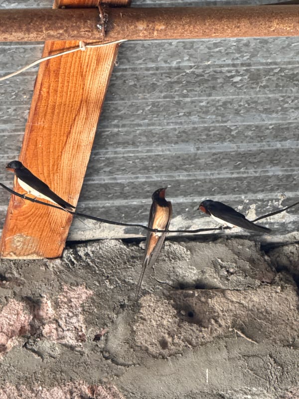 Three swallows perch on wire above concrete surface
