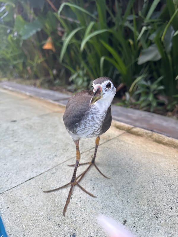 Waterbirds spotted around pools and surfaces in Kuta Selatan