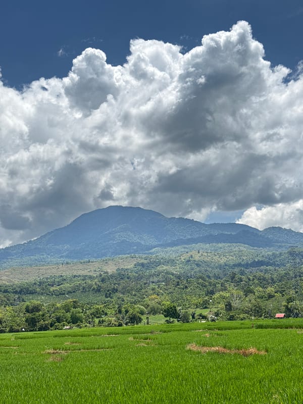 Lamtamot rice paddies and mountain backdrop, multiple angles