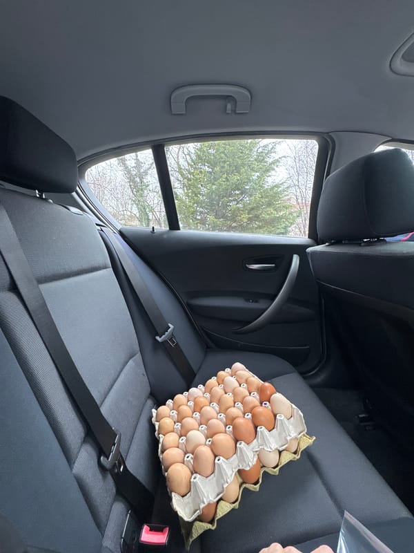 Driver secures egg carton with seatbelt during rainy trip