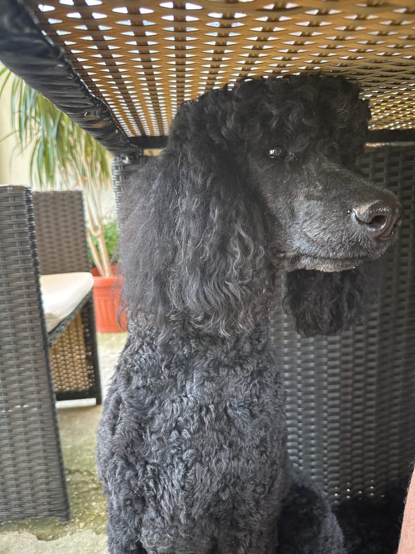 Dog rests on patio chair in Pazardzhik, Bulgaria
