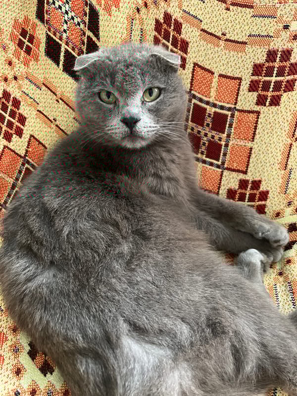 Woman takes selfies with cats in Russian home