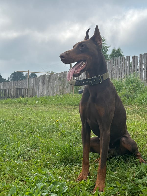 Doberman plays in yard during early morning in Rusalevka