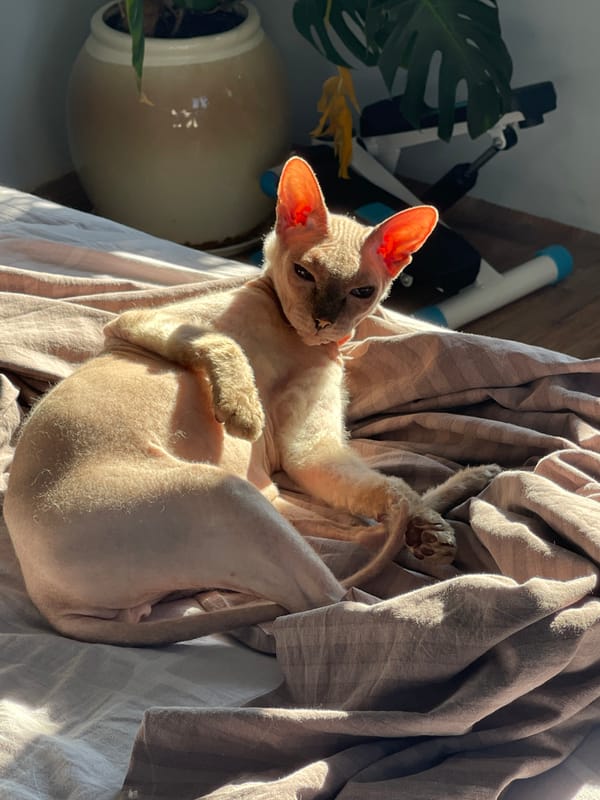 Sphynx cat sunbathing and grooming on a bed in Orenburg