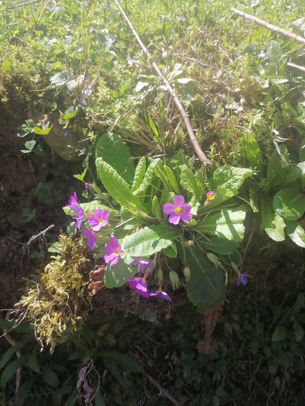 Spring blooms documented across Tsukwara, Abkhazia in coordinated observations