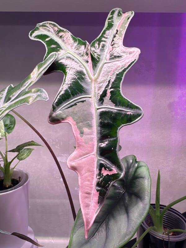 Close-up houseplant collection, from tropical leaves to blooming African violet