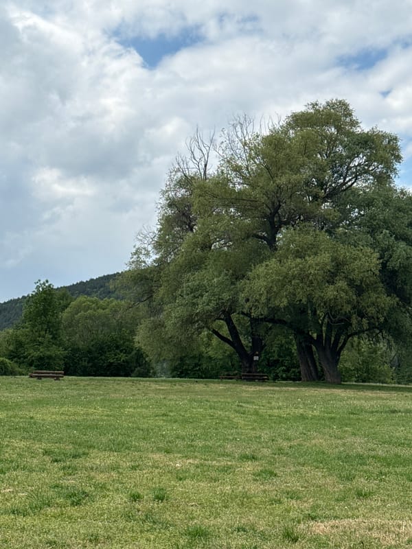 Quiet afternoon moment captured at Kokalyane park, Bulgaria
