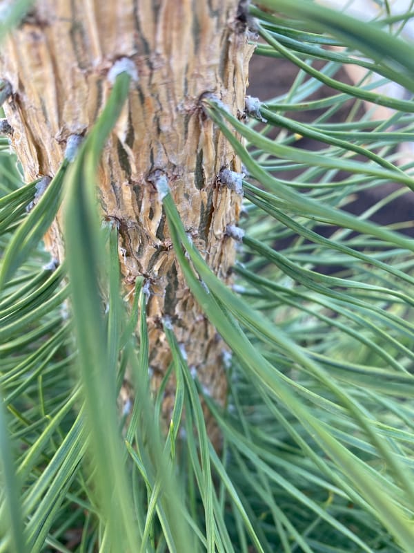 Pine tree branch observed in Malyi Bukor, Russia
