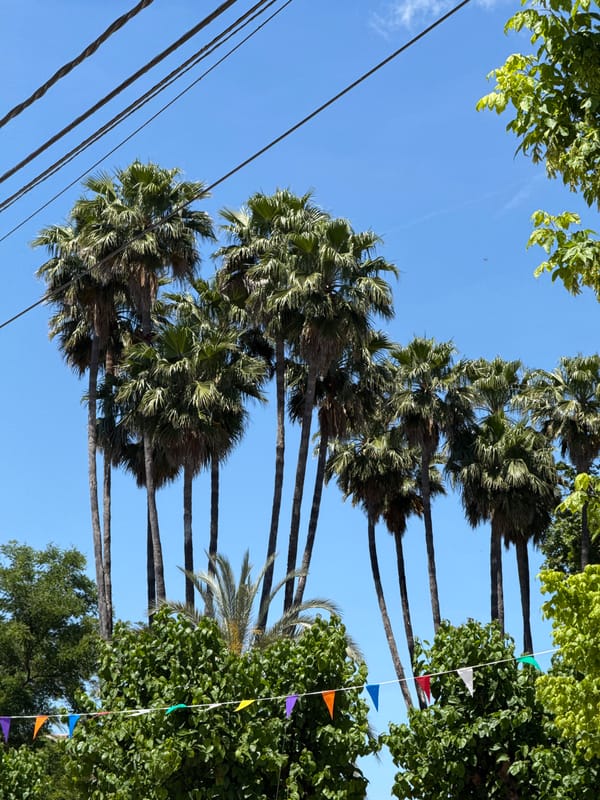 Clear skies and palm trees observed in Canals, Spain