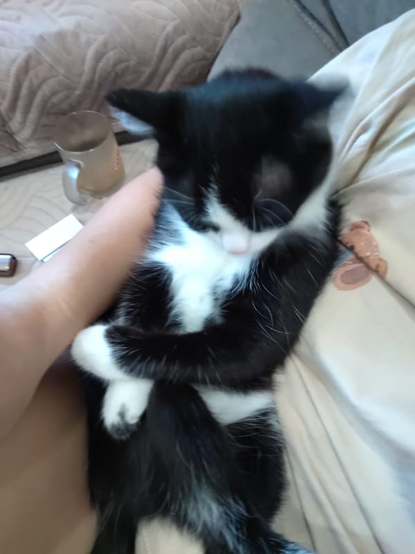 Cat sleeps peacefully on person's lap in quiet moment