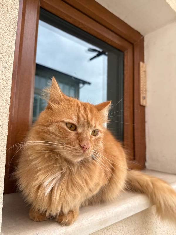 Orange cat photographed on windowsill in Berkovitsa
