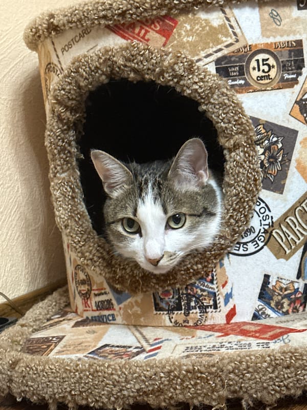 Tabby cat spotted lounging in Krasnoyarsk cat tree