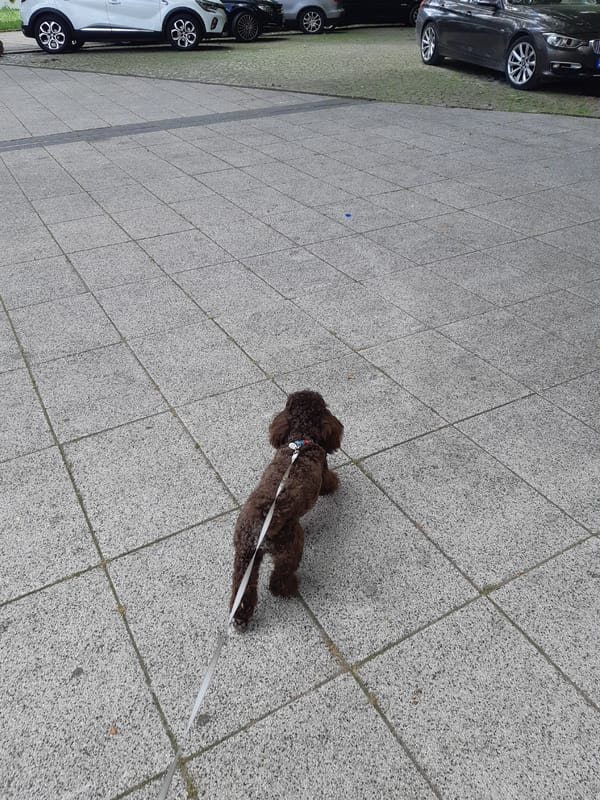 Brown poodle takes morning walk through Plovdiv, Bulgaria