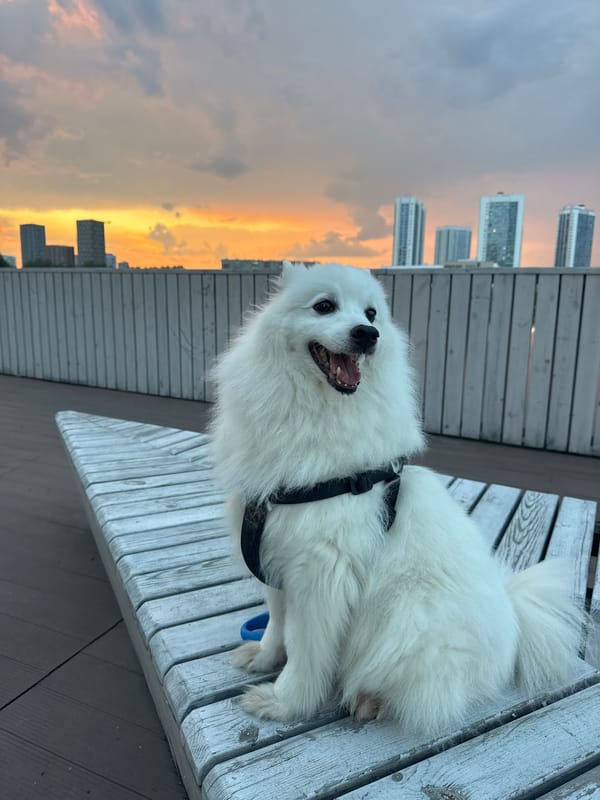 White dog and skatepark sessions along Yekaterinburg's waterfront at sunset