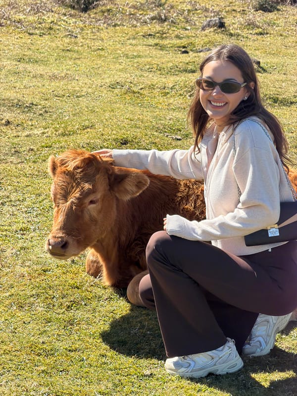 Tourists explore Porto Moniz countryside, interact with cattle