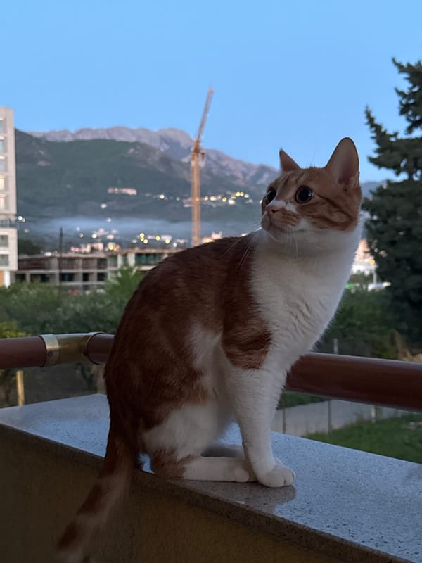 Tabby cat spotted on balcony ledge in Bar, Montenegro