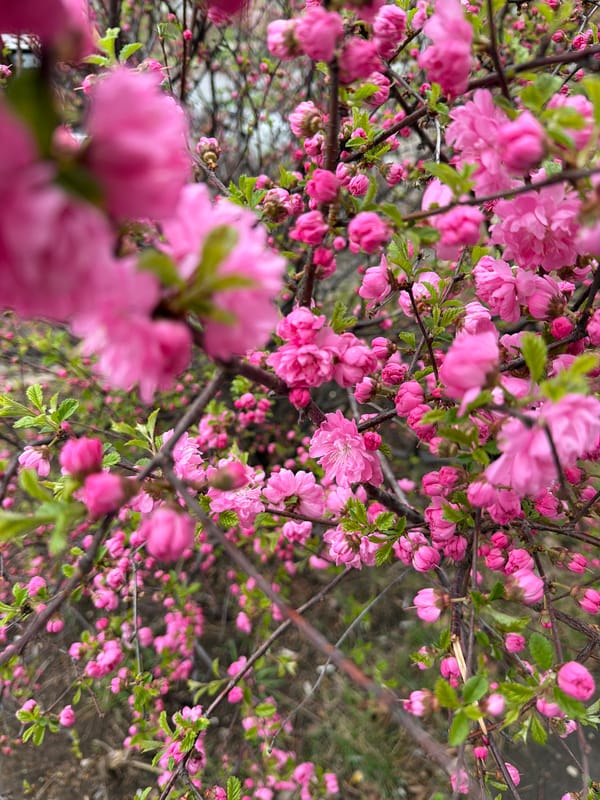 Spring morning scenes documented across Birobidzhan, Russia