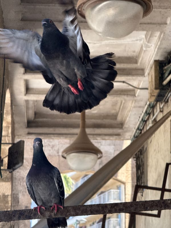Pigeons and potted plants in a Tel Aviv arcade