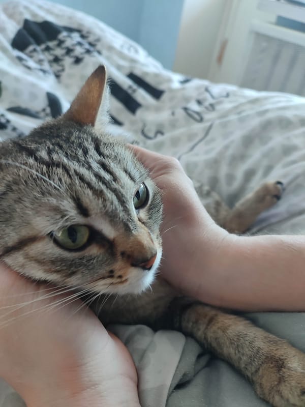 Tabby cat held and grooming on bed