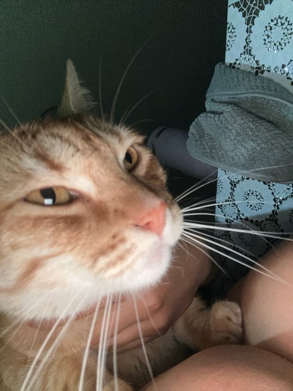Orange tabby cat photographed in intimate portraits in Puebla