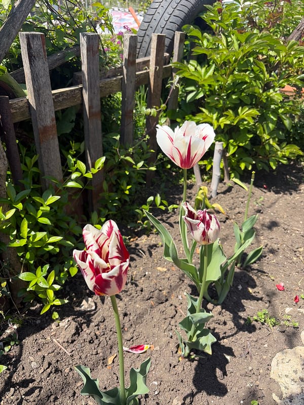 Spring garden blooms documented in Kableshkovo, Bulgaria