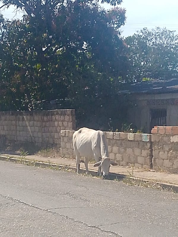 Cattle graze freely on urban streets in Juan Griego