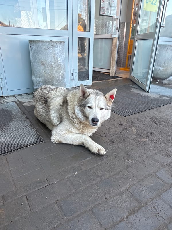 Siberian husky spotted resting on sidewalk in Osa, Russia