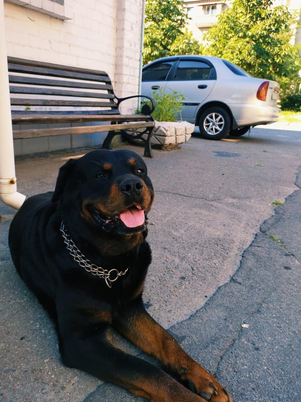 Morning stroll in Horishni Plavni with a Rottweiler in tow