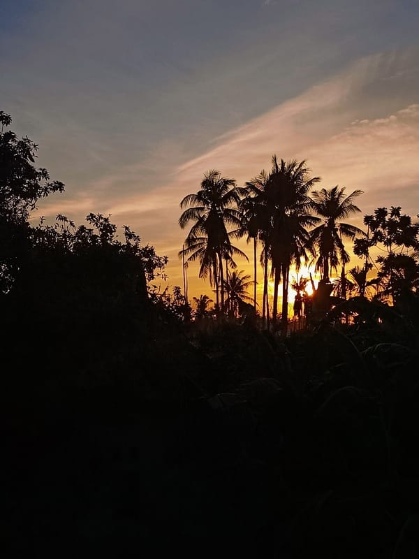 Palm tree silhouettes at dusk in Blang Cut, Indonesia
