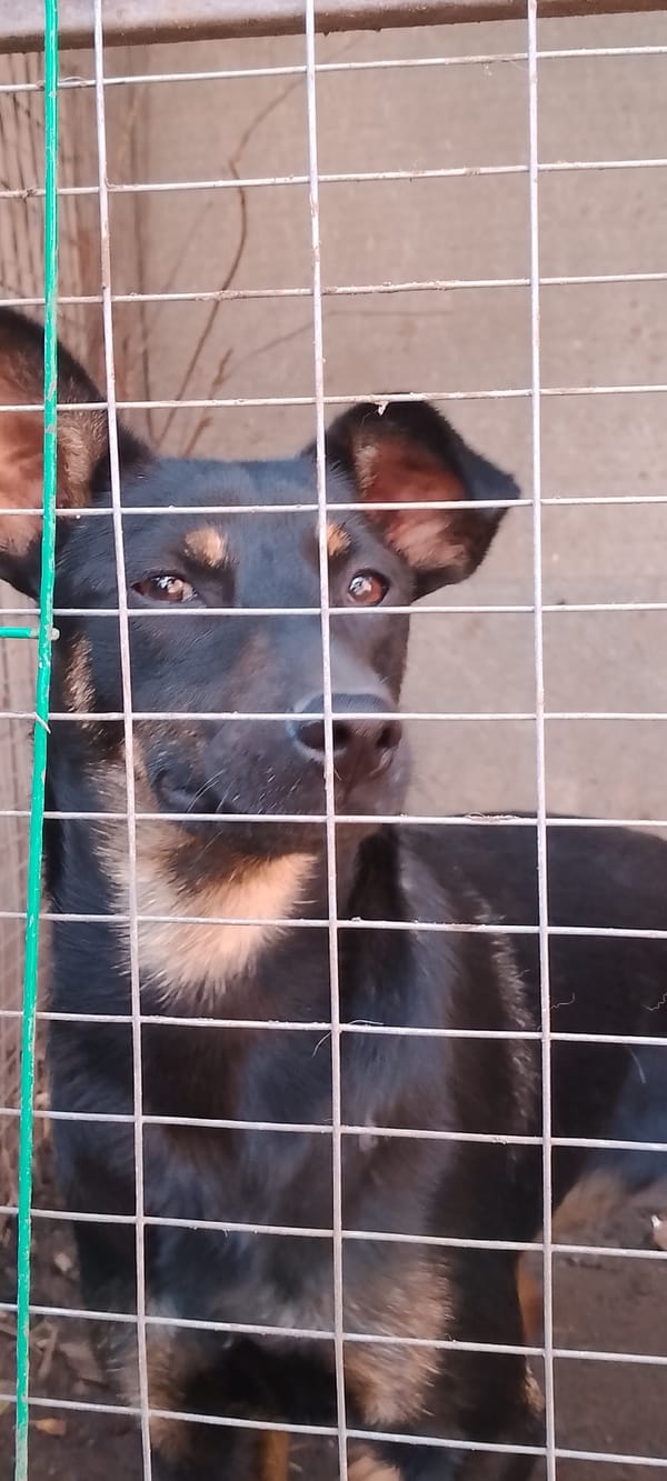 Multiple dogs in Belgorod, indoors and out, August morning