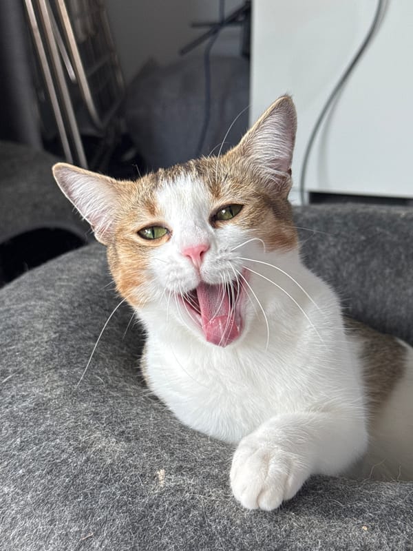 Morning cat encounters documented in Rawai home