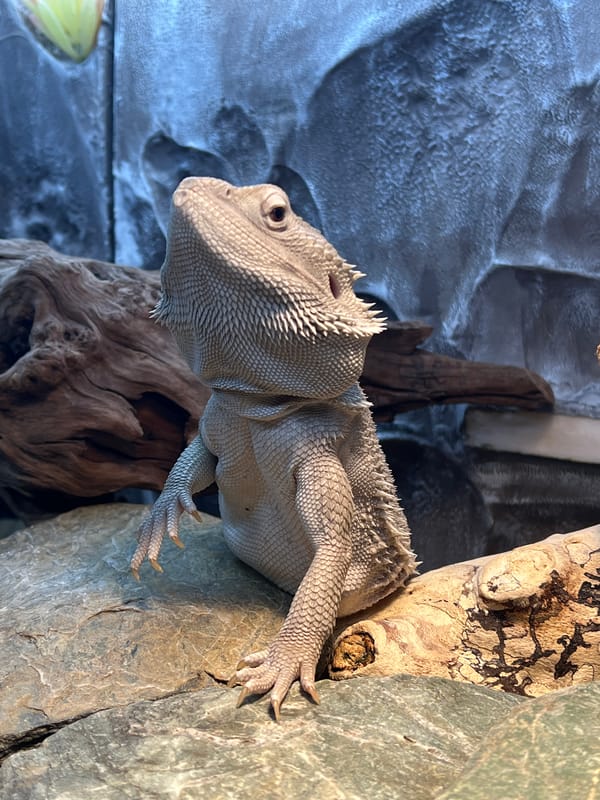 Bearded dragon and Khimki dusk, an evening at home