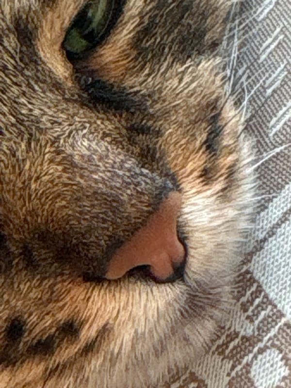 Tabby cat with green eyes lounging indoors in Babruysk