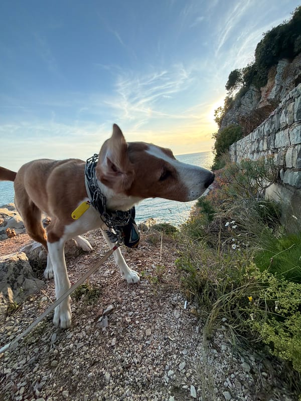 Dog spotted on rocky path overlooking Adriatic in Mirište