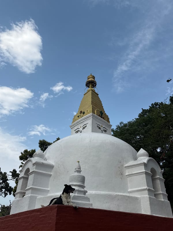 Ordinary moments captured around Kathmandu's Buddhist sites and wildlife