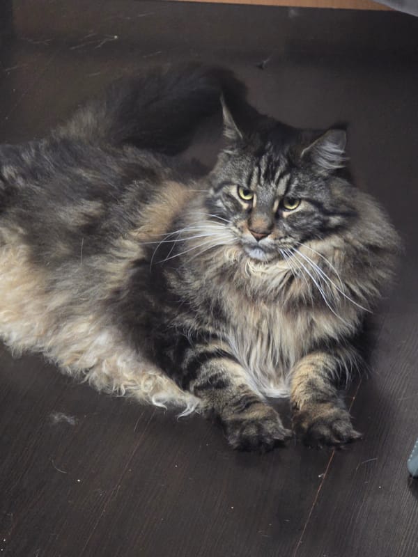 Cats lounging and being pet at home in Krasnoyarsk