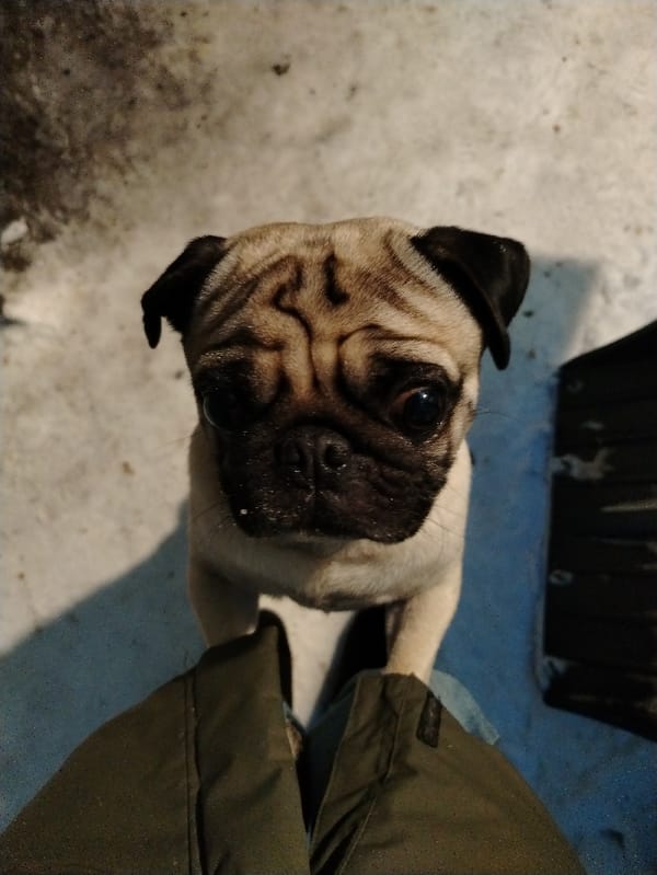 Winter barbecue with pug companion in snowy Russian town