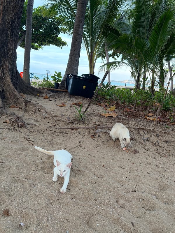 Two cats lounging on a sandy Ko Samui beach