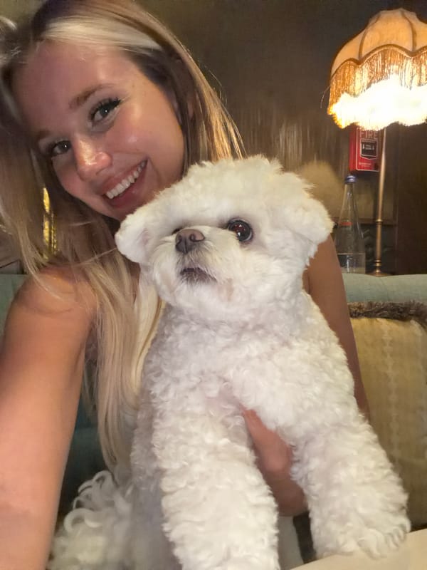 Fluffy white dog held close in Choeng Thale, Phuket